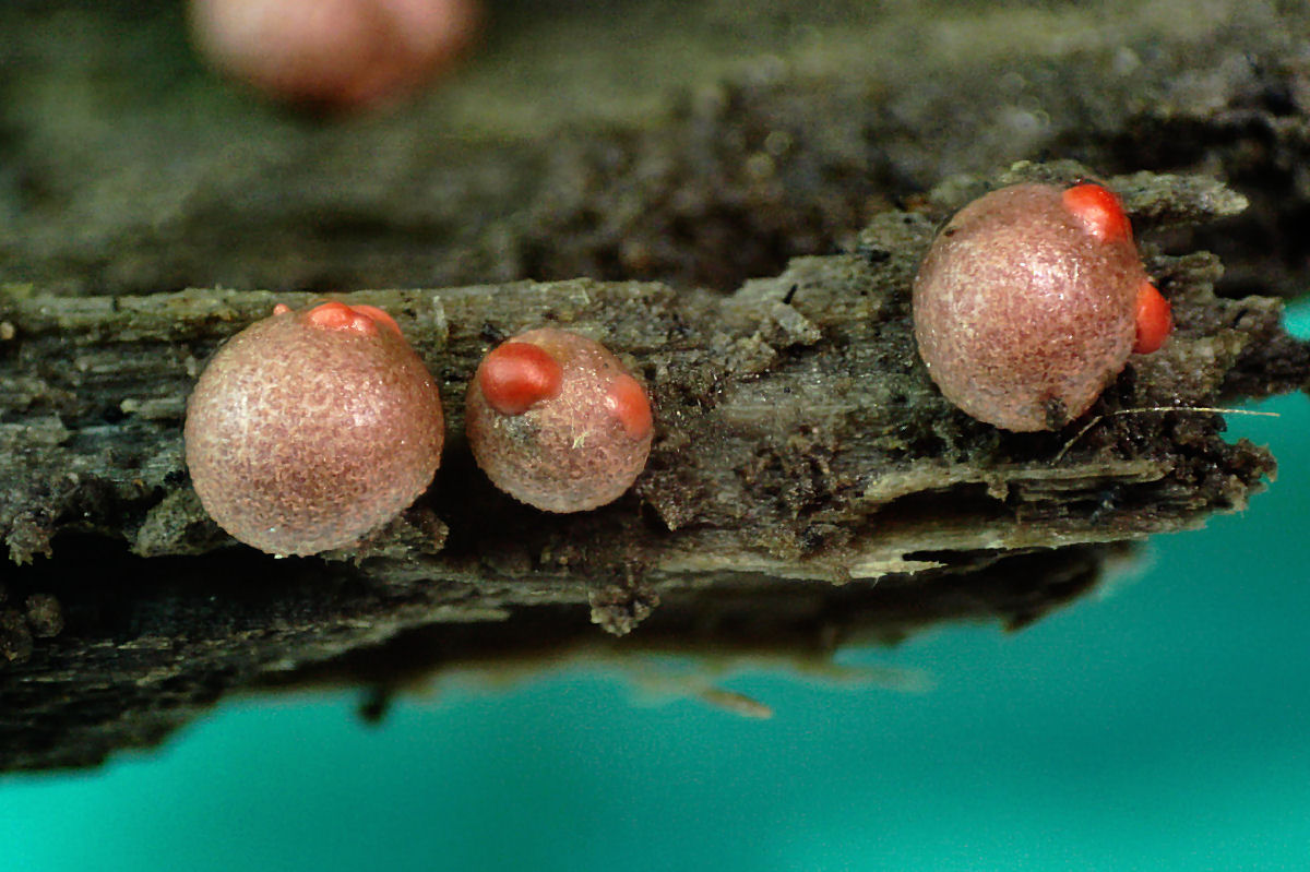 che mixomicete  ?  - Lycogala sp.